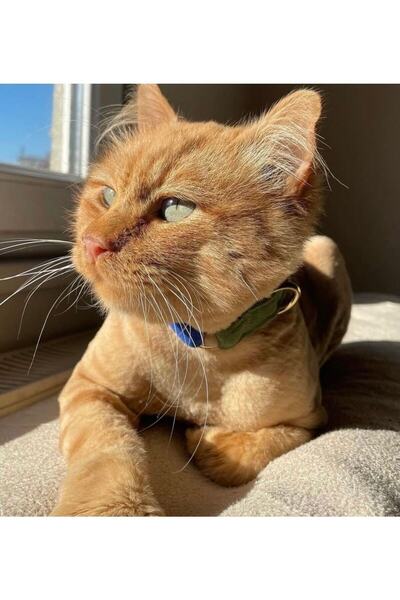 GoPawGo Charmlı Jewel Kedi Boyun Tasması