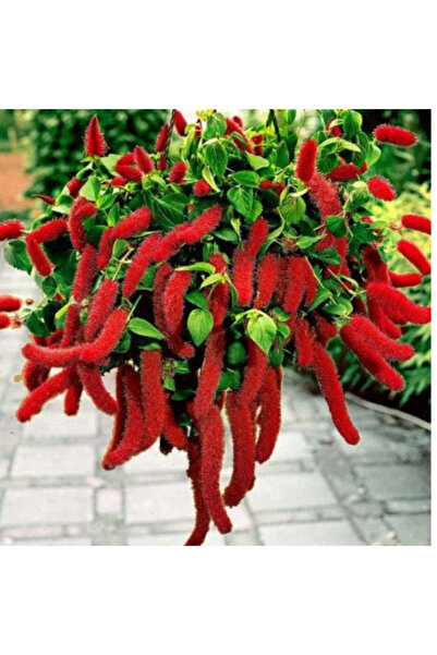 Arzuman Tohum Tilki Kuyruğu Çiçeği Tohumu 100 Adet