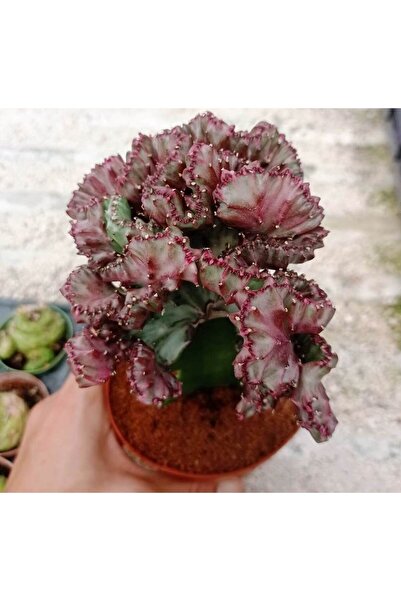 cantropikal Euphorbia Lactea Variegata Aşılı Kaktüs 8.5 cm Saksıda