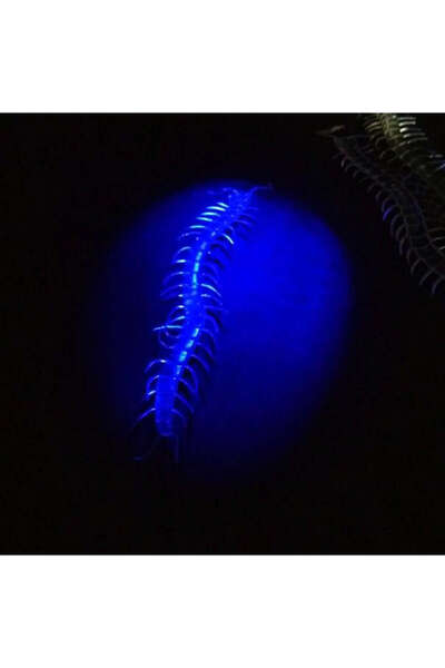 ZERO LAND Mtxdpn Transparent Color Glow in the Dark Phosphorescent Centipede ...