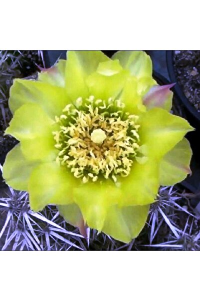 cantropikal Opuntia X Hybrid Nadir Kaktüs Sukulent