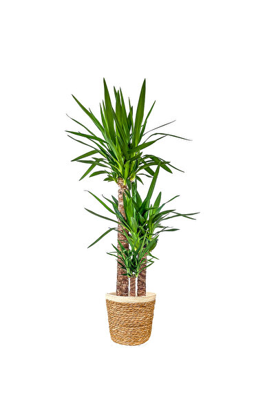Fidanburada Yuka Bitkisi (YUCCA MASSENGENA) 3 Gövdeli - Hasır Saksılı Lane Beyaz