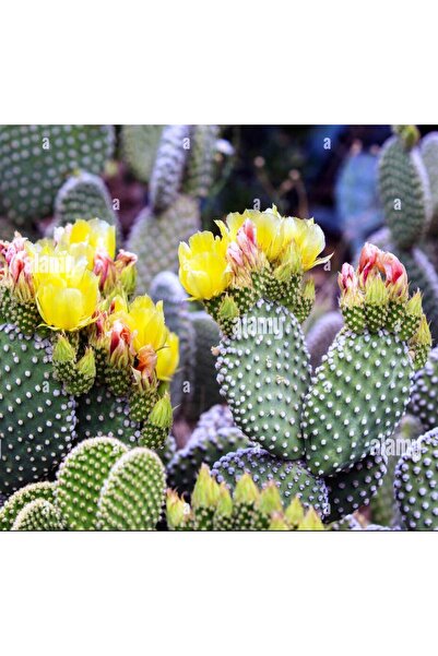 cantropikal Opuntia Microdasys Albospina, Beyaz Tavşan Kulağı Sukulent Kaktüs