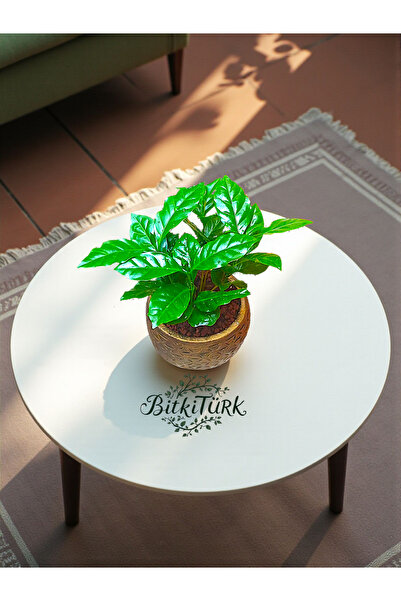 BitkiTÜRK Kahve tutkunlarına İthal Kahve Bitkisi 20/35cm ve El yapımı Beton saksı dolgun bitki