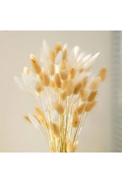 Dekora Çiçek باقة زهور طبيعية وبيضاء من عشب القطن المجفف على شكل ذيل الأرنب، ...