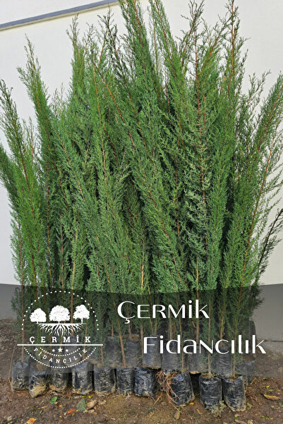 ÇERMİK FİDANCILIK Kara Servi Çam Fidanı 3 Yaş
