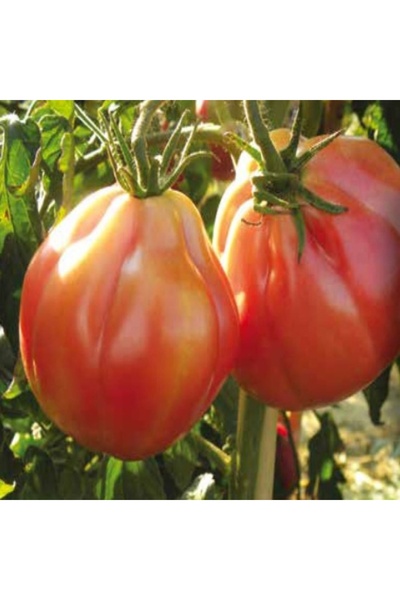 PROFIT SEEDS Seminte tomate TANCREDI (100 sem)