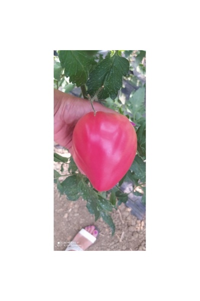 PROFIT SEEDS Seminte tomate DOLCECUORE F1 (250 sem)