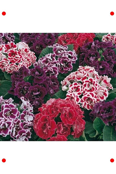 Genel Markalar Karışık Renk Bardak Menekşesi Tohumu (5 Adet)