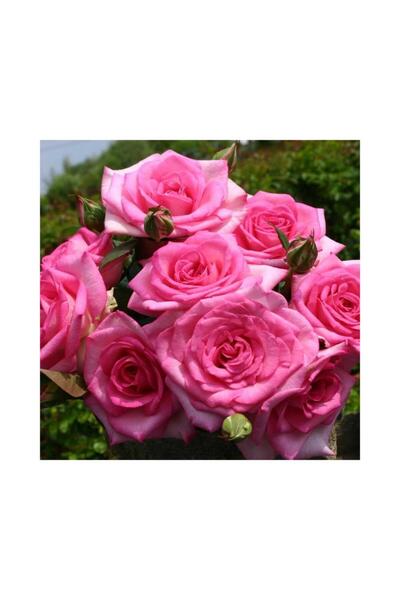 Mimoza Yediveren Isparta Reçellik Gül Fidanı Rosa Damascena 10-20 Cm