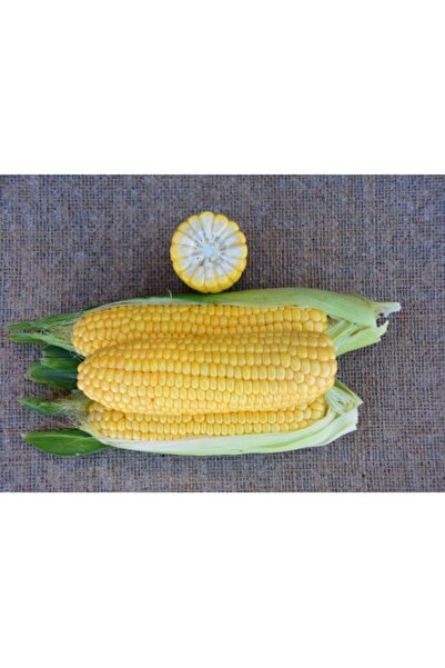 PROFIT SEEDS Seminte porumb dulce IMPRESS F1 (1000 sem)