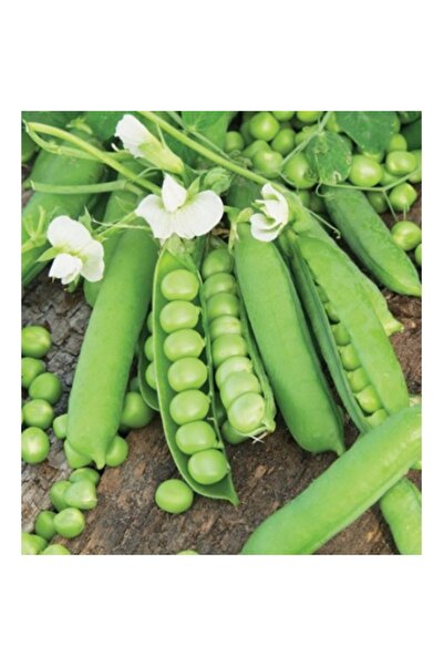 EUROSEME Seminte mazare UTRILLO (20 kg)