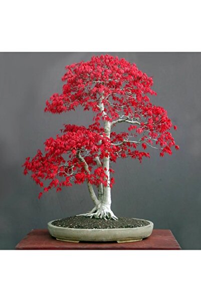 prestijiseed 5 Ader Bodur Bonsai Acer Rubrum Ağacı Tohumu Krımızı Akçaağaç Tohumu