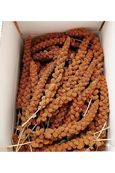 Regina Kızıl Dal Darı 500 gr Doğal Daldarı ( yeni mahsül )