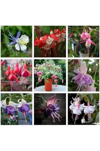 Tohumcumm 20 Adet Karışık Renkli Küpeli Çiçeği Tohumu Saksı Toprak Hediyemizdir