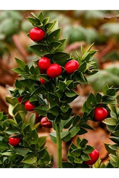 Tohumcumm 10 Adet Tohm Nadir Tavşan Memesi Tavşanmemesi Bitki Ağaç Tohumu Sak...