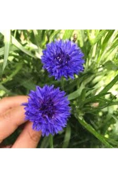 Tohumcumm 20 Adet Tohum Nadir Mavi Peygamber Çiçeği Kantaron Çiçeği Mezar Çiç...