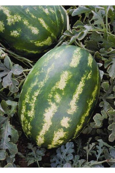 Tohumcumm 100 Adet Tohum Nadir Tatlı Dev Diyarbakır Organik Karpuz Tohumu Hed...