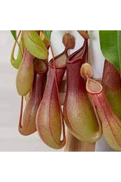 Tohumcumm 5 Adet Tohum Nepenthes Sinek Kapan Etobur Etçil Bitki Çiçeği Sürpri...