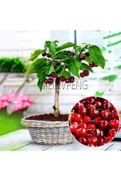 Tohumcumm 20 Adet Tohum Bodur Bonsai Napolyon Kiraz Ağaç Tohumu Orjinal Tohum...