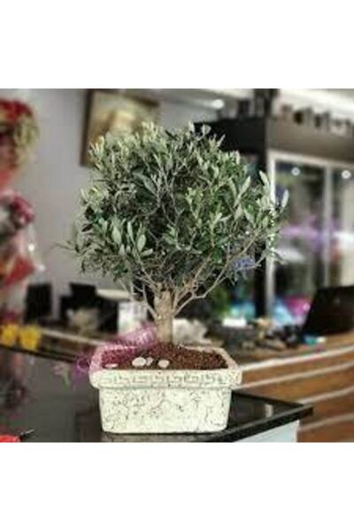Tohumcumm 3 Adet Tohum Bonsai Zeytin Ağacı Tohumu Zeytin Bonsai Ağacı Tohumu ...