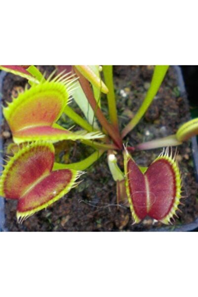 Tohumcumm 5 Adet Tohum Tropikal Nadir Sinekkapan Sinek Kapan Etobur Bitki Toh...