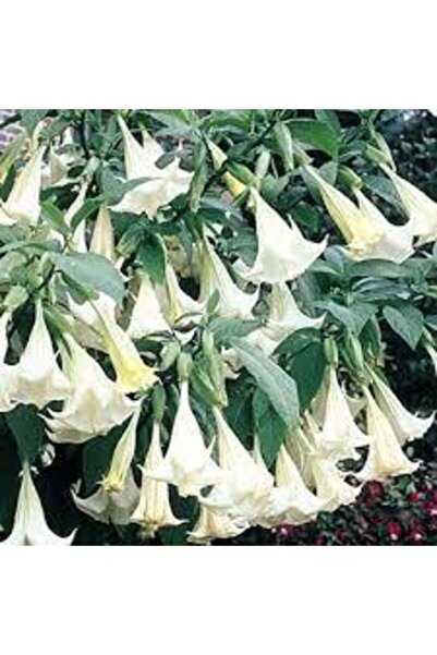 Tohumcumm 10 Adet Tohum Angel Trumpet Çiçeği Tohum Melek Borazanı Çiçeği Tohum Tohum Saksı Toprak