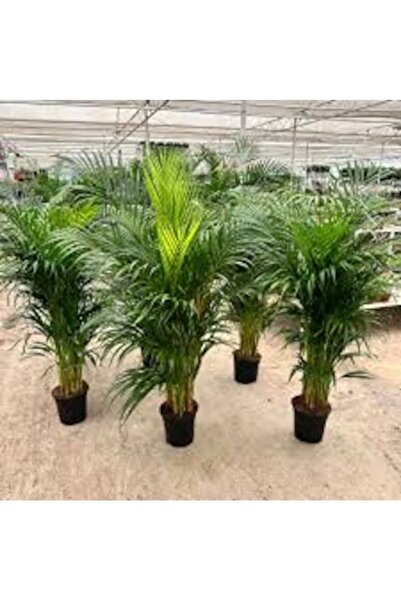 Tohumcumm 10 Adet Tohum Nadir Salon Palmiyesi Palmiye Tohumu Taze Tohum Hediy...