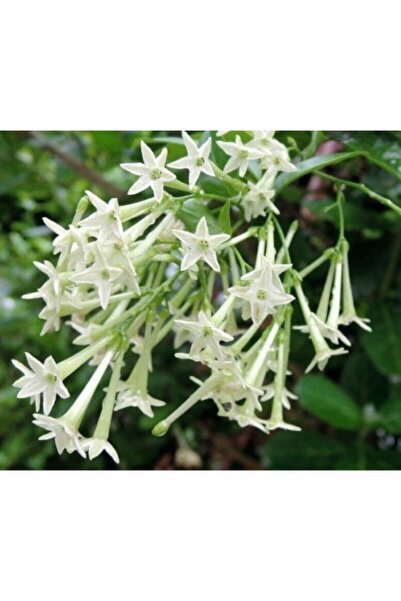 Tohumcumm 10 Adet Nadir Bulunan Melisa Çiçeği Tohumu Melisa Çiçek Tohumu Hedi...