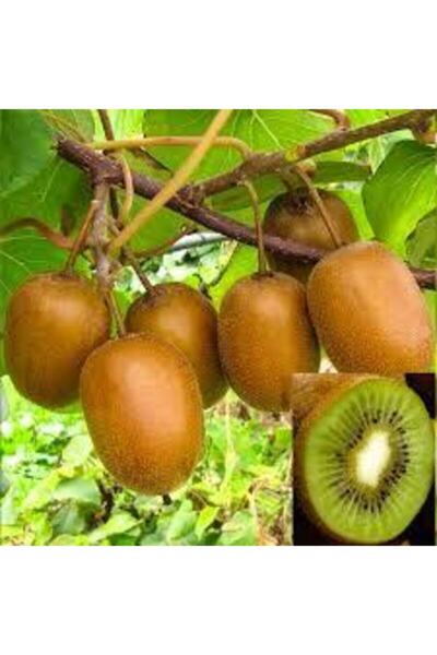 Tohumcumm 10 Adet Tohum Kivi Ağacı Tohumu Yeşil Tatlı Kivi Tohumu Sürpriz Hed...