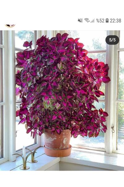 Tohumcumm 50 Adet Tohum Yaprağı Güzel Çiçeği Tohumu Nadir Bulunan Güzel Yaprak Çiçek Hediye Tohumlu