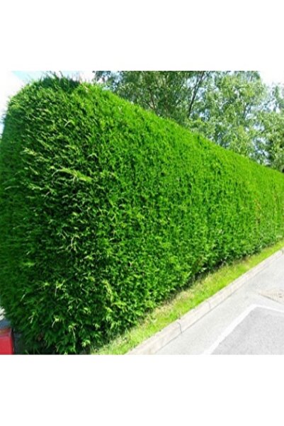 Tohumcumm 100 Adet Tohum Çit Mazı Doğal Duvar Çit Çam Ağaç Tohumu Saksı Topra...