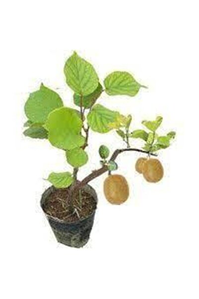 Tohumcumm 5 Adet Tohum Bodur Kivi Bonsai Ağacı Tohumu Sürpriz Hediye Bonsai Ağacı Tohumlu