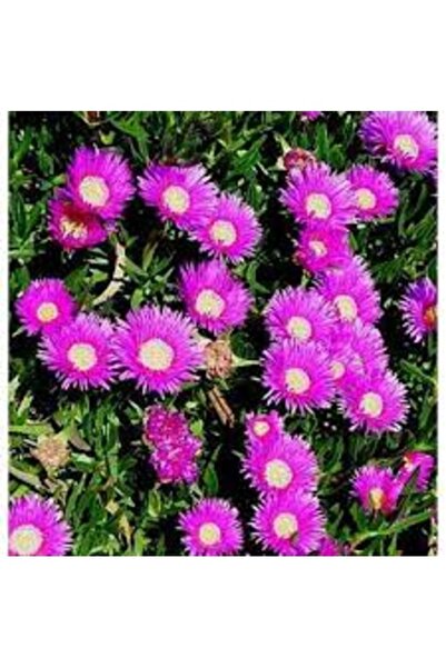 Tohumcumm 20 Adet Tohum Nadir Buz Çiçeği Tohumu Mezarlık Kabir Çiçeği Hediye ...