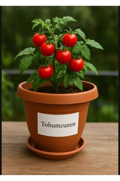 Tohumcumm Domates Yetiştirme Seti 25 Adet Saksılık Çeri Domates Tohumu + Saks...