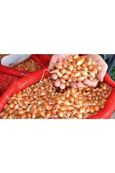 Tohumcumm 50 Adet Tohum Organik Taze Kıska Hobi Tohum Acısız Kuru Kıska Soğan...