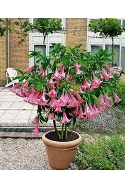 Tohumcumm 20 Adet Tohum Nadir Bulunan Angel Pembe Trumpet Çiçeği Tohumu Balko...