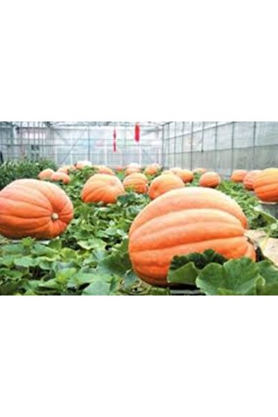 Tohumcumm 10 Adet Tohum Organik Hobi Bahçe Sarı Bal Kabağı Tohumu Taze Kabak ...