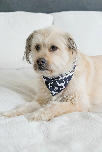 Lovedbaby Bandană pentru câini și pisici – Accesoriu festiv din bumbac, Rudolph (S/M, L/XL)