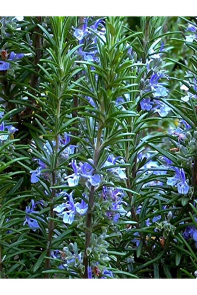 trendege 10 Adet Biberiye Fidesi Fidanı