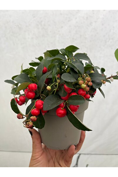 nazlı çiçekçilik Keklik üzümü Gaultheria 12cm saksıda bitki
