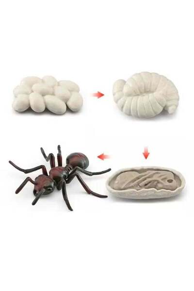 TFK 4-Piece Ant Growth Cycle Model Figure - Lifelike Ant Life Cycle Set for Kids Education