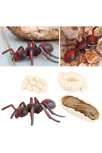 TFK 4-Piece Ant Growth Cycle Model Figure - Lifelike Ant Life Cycle Set for Kids Education