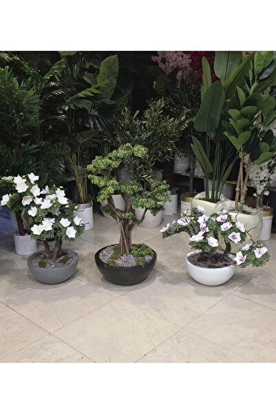 İremÇiçekçilik Yarım Küre Karbonfiber Siyah saksıda Bonsai