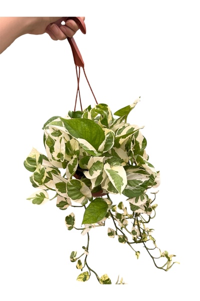 Yades Askılı Alacalı Patos Salon Sarmaşığı (Pothos Njoy - Epipremnum Aureum)