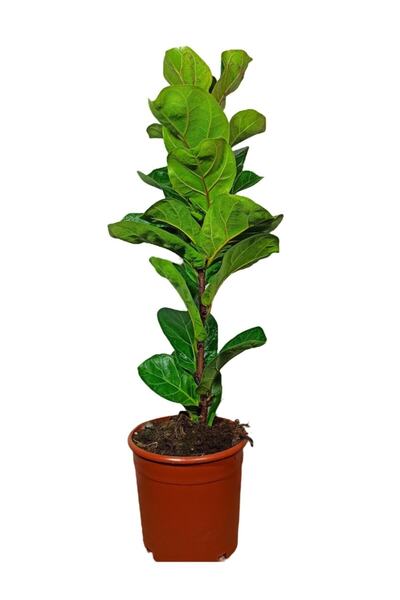 Yades Ficus Lyrata Bambino Keman Yapraklı Kauçuk Bitkisi 50-60 Cm