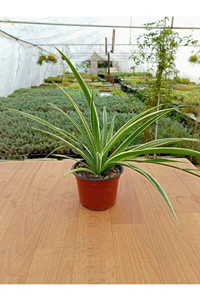 Genel Markalar Kurdela Çiçeği Chlorophytum Comosum 13 Cm Saksıda