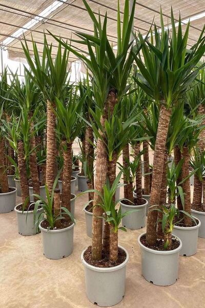 Yades Yuka Bitkisi (yucca) 3'lü +120 Cm 1.kalite Dolgun Form(üretim Saksılı)