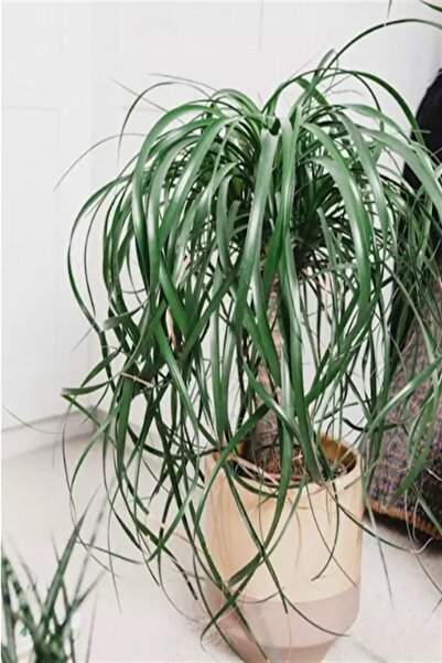 Genel Markalar Nolina / Fil Ayağı Şık Dekorasyon Bitkisi 50-60 Cm