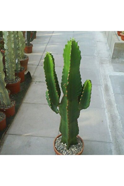 Genel Markalar Euphorbia Ingens (candelabra Tree) Sukulent Tohumu